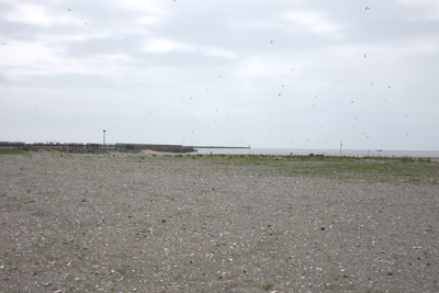 �R�A�W�T�V�����p����C�ݐ�