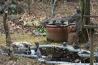 �o�[�h�s�A�Â���