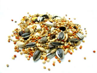 �쒹�̂����������g