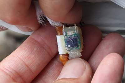 �W�I���P�[�^�[