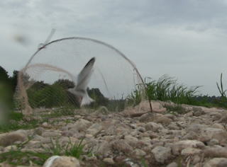 コアジサシの捕獲