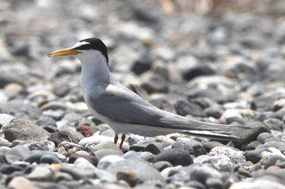 �R�A�W�T�V