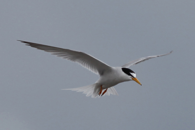 ���Ă��Ă���R�A�W�T�V