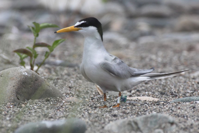 �W�I���P�[�^�[�𑕒������R�A�W�T�V