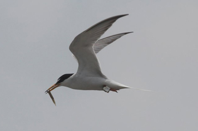 �W�I���P�[�^�[�𑕒����ĉa���^�ԃR�A�W�T�V