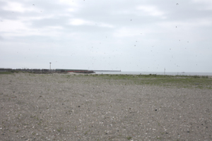 �R�A�W�T�V�����p����C�ݐ�