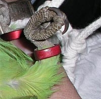 �J���[�����O�̑���