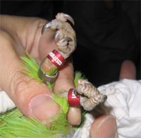 �J���[�����O�̑���