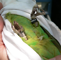 �J���[�����O�̑���