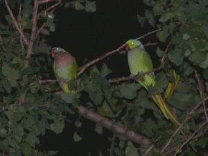 �_���}�C���R�E���J�P�z���Z�C�C���R