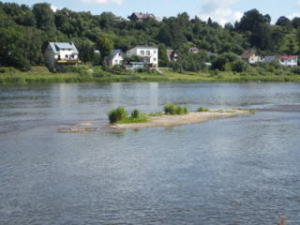 コアジサシの繁殖地