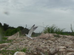 コアジサシの捕獲