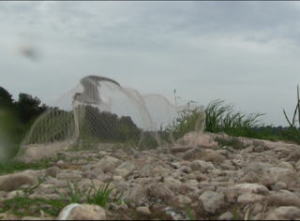 コアジサシの捕獲