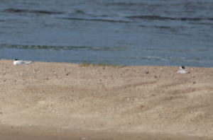 抱卵中のコアジサシ