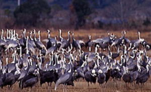 �o���̃c��