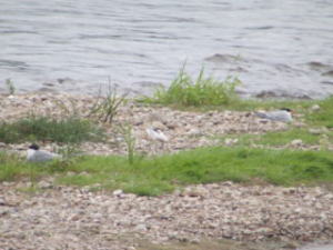 観察したコアジサシの個体