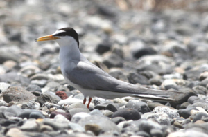 �R�A�W�T�V