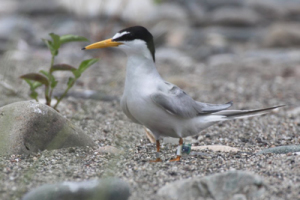 �W�I���P�[�^�[�𑕒������R�A�W�T�V