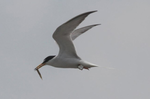 �W�I���P�[�^�[�𑕒����ĉa���^�ԃR�A�W�T�V