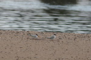 島にいたコアジサシのペア