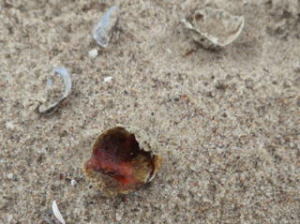 食い荒らされていた島の卵