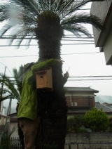 �\�e�c�̖؂ɑ�����ݒu���܂����B