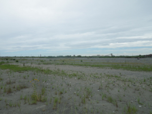 �R�A�W�T�V�����p����͐�~