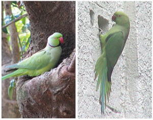 ���J�P�z���Z�C�C���R����